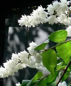 Future Forests Deutzia Scabra Pride Of Rochester Shrubs
