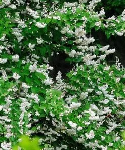 Future Forests Deutzia Scabra Pride Of Rochester Shrubs