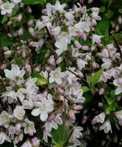 Future Forests Deutzia X Rosea