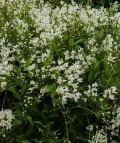 Future Forests Deutzia Gracilis Nikko Shrubs