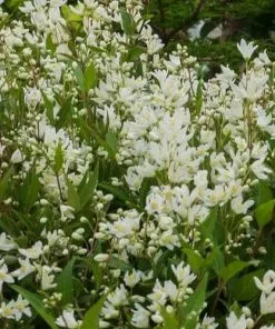 Future Forests Deutzia Gracilis Nikko Shrubs