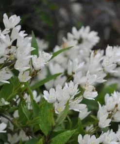 Future Forests Deutzia Gracilis Nikko Shrubs