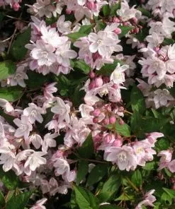 Future Forests Deutzia X Rosea