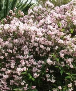 Future Forests Deutzia X Rosea