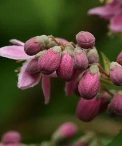 Future Forests Shrubs Deutzia X Hybrida Strawberry Field