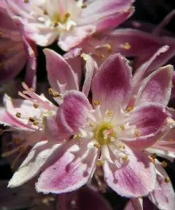Future Forests Shrubs Deutzia X Hybrida Strawberry Field