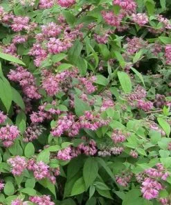 Future Forests Shrubs Deutzia X Hybrida Strawberry Field