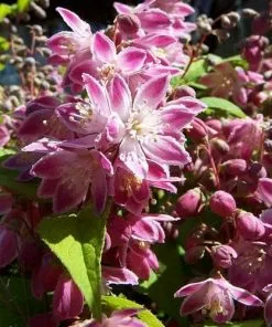 Future Forests Shrubs Deutzia X Hybrida Strawberry Field