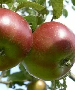 Future Forests Fruit Apple Devonshire Quarrenden