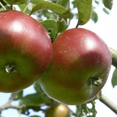 Future Forests Fruit Apple Devonshire Quarrenden 3 Future Forests Fruit Apple Devonshire Quarrenden