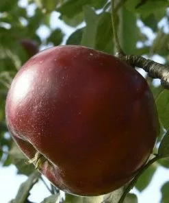 Future Forests Fruit Apple Devonshire Quarrenden