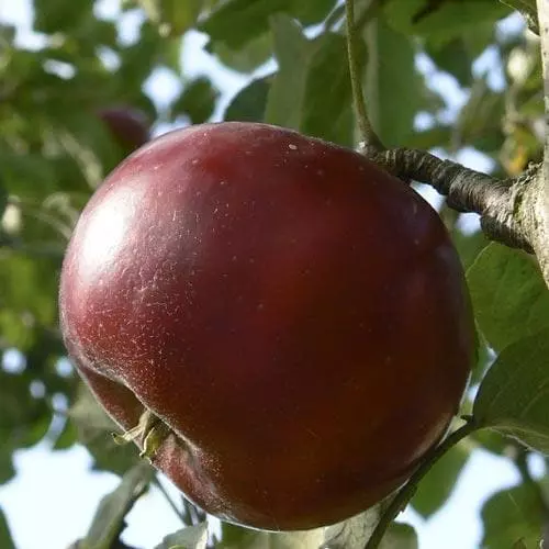 Future Forests Fruit Apple Devonshire Quarrenden 4 Future Forests Fruit Apple Devonshire Quarrenden