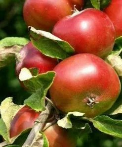 Future Forests Fruit Apple Devonshire Quarrenden 8 Future Forests Fruit Apple Devonshire Quarrenden