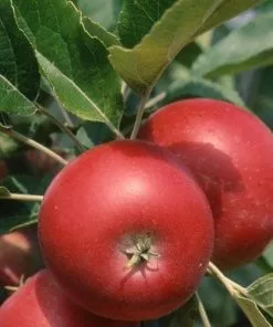 Future Forests Fruit Apple Devonshire Quarrenden 9 Future Forests Fruit Apple Devonshire Quarrenden