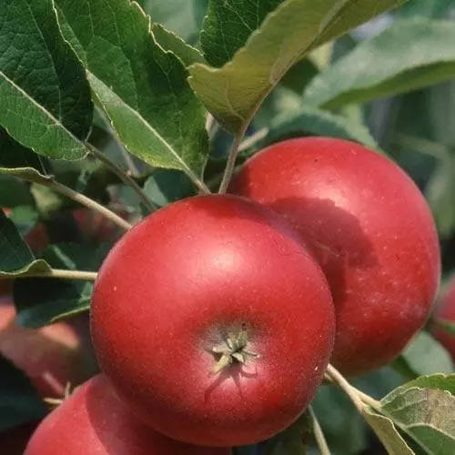 Future Forests Fruit Apple Devonshire Quarrenden 6 Future Forests Fruit Apple Devonshire Quarrenden