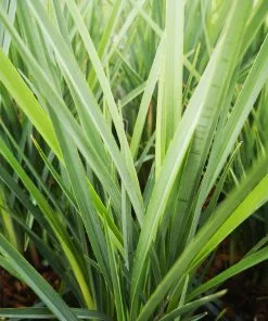 Future Forests Dianella Revoluta Coolvista More