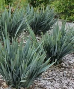 Future Forests Dianella Revoluta Blue Stream More