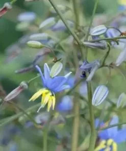 Future Forests Dianella Revoluta Coolvista More