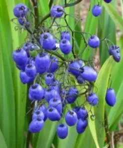 Future Forests Dianella Revoluta Coolvista More