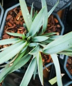 Future Forests Dianella Revoluta Blue Stream More