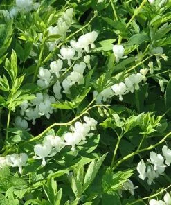 Future Forests Dicentra Spectabilis Alba (Lamprocapnos)