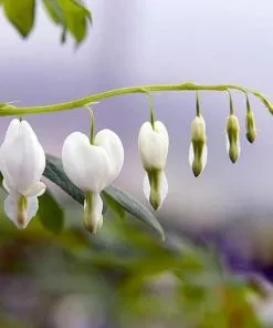 Future Forests Dicentra Spectabilis Alba (Lamprocapnos)