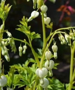 Future Forests Dicentra Spectabilis Alba (Lamprocapnos)