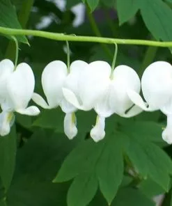 Future Forests Dicentra Spectabilis Alba (Lamprocapnos)