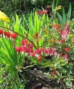 Future Forests More Dicentra Spectabilis Valentine (Lamprocapnos)