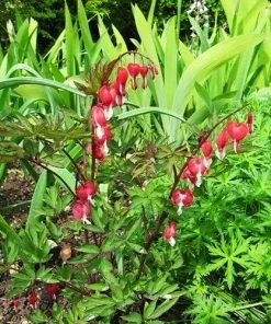 Future Forests More Dicentra Spectabilis Valentine (Lamprocapnos)