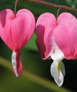 Future Forests More Dicentra Spectabilis Valentine (Lamprocapnos)