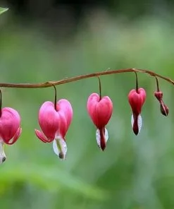 Future Forests More Dicentra Spectabilis Valentine (Lamprocapnos)