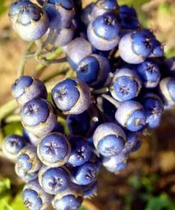 Future Forests Shrubs Dichroa Febrifuga