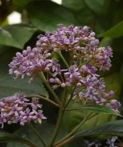 Future Forests Shrubs Dichroa Febrifuga