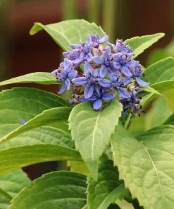 Future Forests Shrubs Dichroa Febrifuga