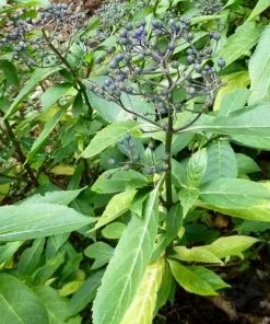 Future Forests Shrubs Dichroa Febrifuga