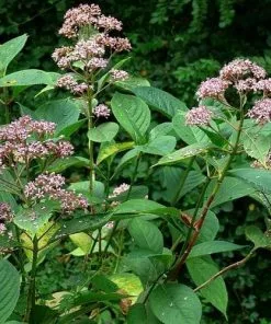 Future Forests Shrubs Dichroa Febrifuga