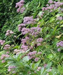 Future Forests Shrubs Dichroa Febrifuga