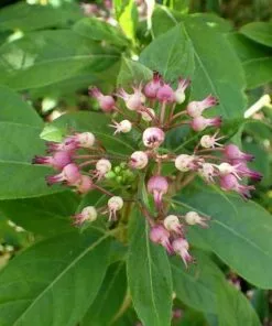 Future Forests Shrubs Dichroa Febrifuga