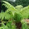 Future Forests More Dicksonia Antarctica - Tree Fern