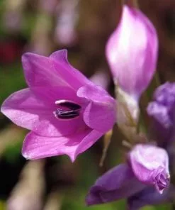 Future Forests Dierama Pulcherrimum All Perennials