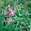 Future Forests Dierama Pulcherrimum All Perennials