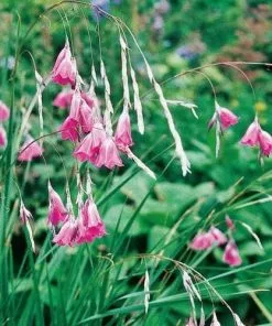 Future Forests Dierama Pulcherrimum All Perennials