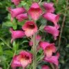Future Forests Digitalis X Valinii Illumination Raspberry (Digiplexis) All Perennials 1 Future Forests Digitalis X Valinii Illumination Raspberry (Digiplexis) All Perennials