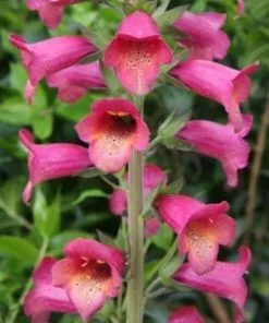 Future Forests Digitalis X Valinii Illumination Raspberry (Digiplexis) All Perennials