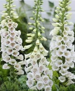 Future Forests Digitalis Purpurea F. Albiflora 7 Future Forests Digitalis Purpurea F. Albiflora