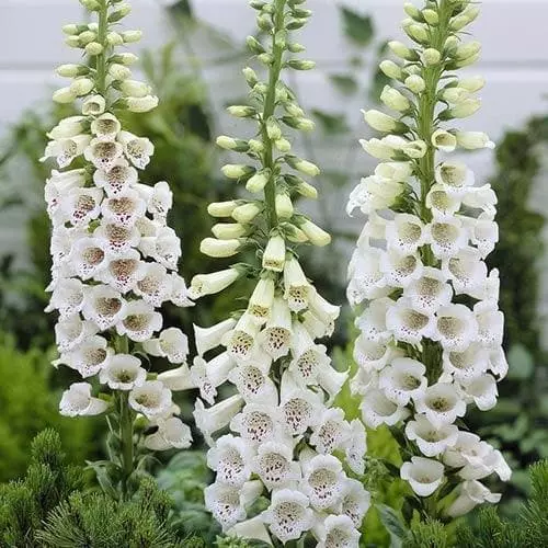 Future Forests Digitalis Purpurea F. Albiflora 4 Future Forests Digitalis Purpurea F. Albiflora