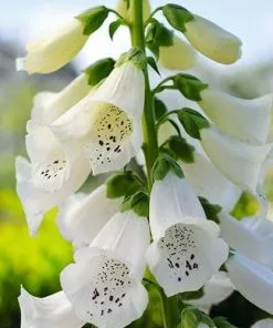 Future Forests Digitalis Purpurea F. Albiflora