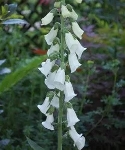 Future Forests Digitalis Purpurea F. Albiflora 8 Future Forests Digitalis Purpurea F. Albiflora