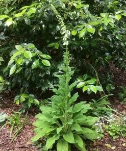 Future Forests Digitalis Purpurea F. Albiflora 9 Future Forests Digitalis Purpurea F. Albiflora